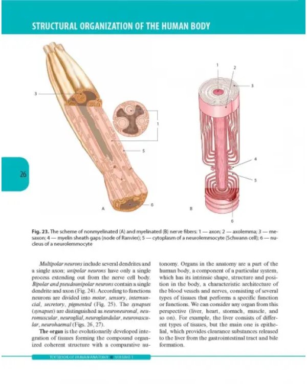 Textbook of Human Anatomy. Volume 1: Locomotor apparаtus