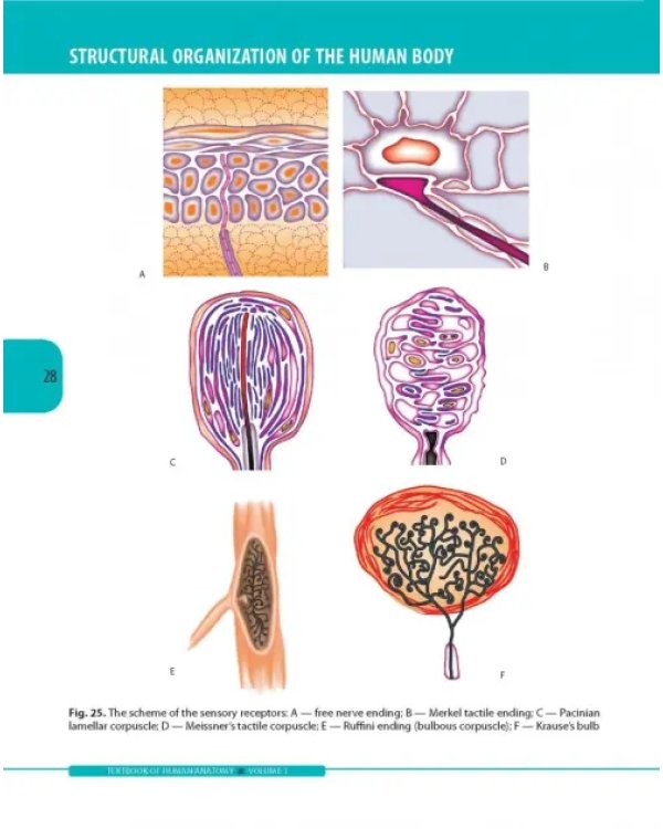 Textbook of Human Anatomy. Volume 1: Locomotor apparаtus