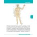 Textbook of Human Anatomy. Volume 1: Locomotor apparаtus
