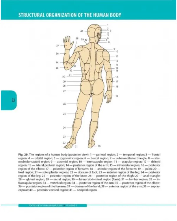 Textbook of Human Anatomy. Volume 1: Locomotor apparаtus