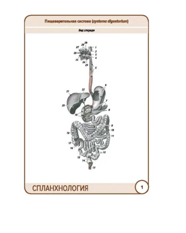 Анатомия человека. Спланхнология. Карточки (49 шт.)