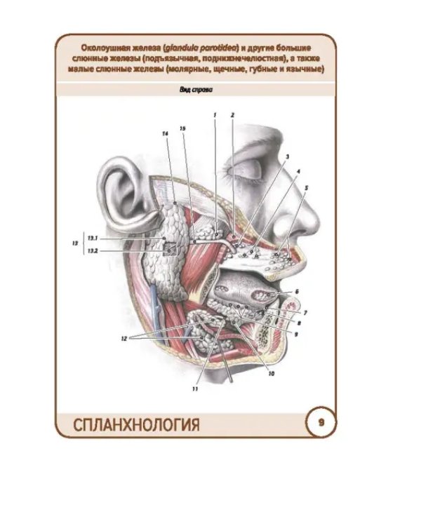 Анатомия человека. Спланхнология. Карточки (49 шт.)