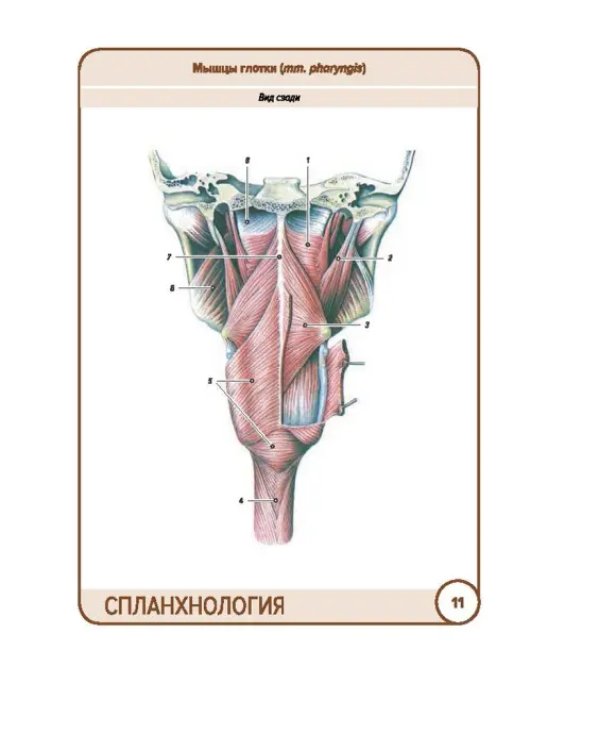 Анатомия человека. Спланхнология. Карточки (49 шт.)