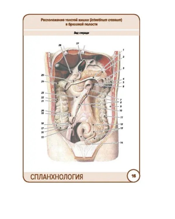 Анатомия человека. Спланхнология. Карточки (49 шт.)