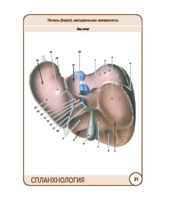 Анатомия человека. Спланхнология. Карточки (49 шт.)