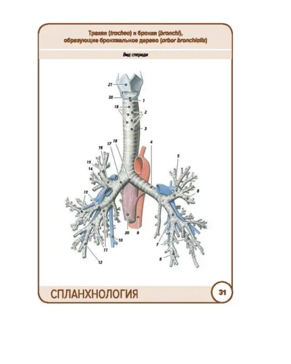 Анатомия человека. Спланхнология. Карточки (49 шт.)