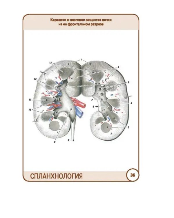 Анатомия человека. Спланхнология. Карточки (49 шт.)