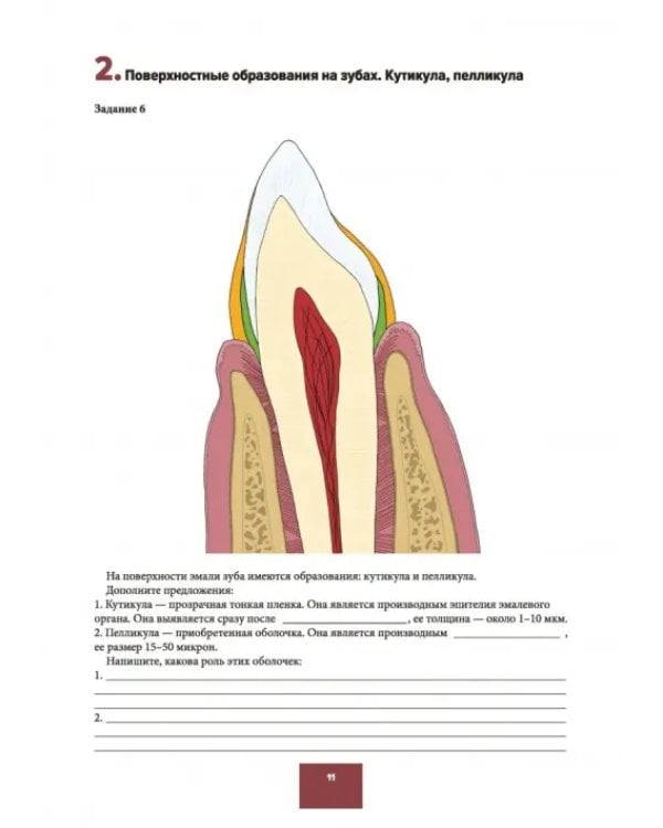Дополнительное изображение книги «Понятие о парадонте. Зубные отложения. Пропедевтика стоматологических заболеваний. Рабочая тетрадь»