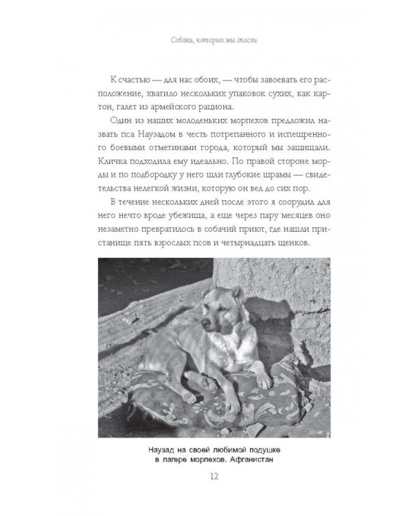 Собаки, которых мы спасли. Нет места лучше дома