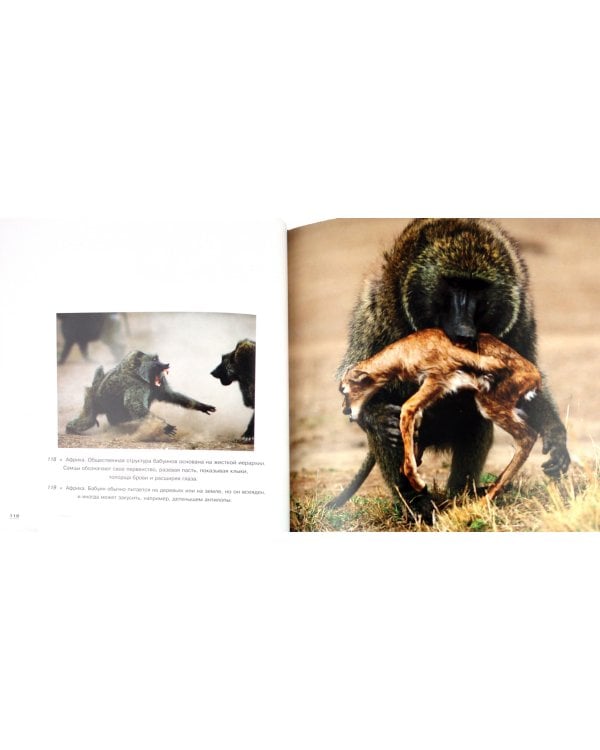 Дикая природа