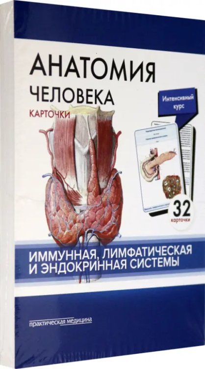 Анатомия человека. Иммунная, лимфатическая и эндокринная системы. 32 карточки Анатомия человека. Иммунная, лимфатическая и эндокринная системы. 32 карточки