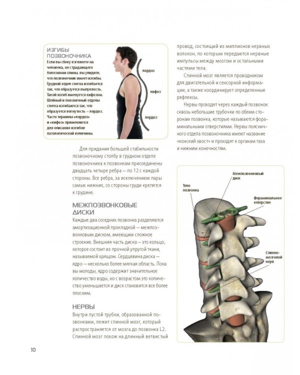 Анатомия упражнений для спины