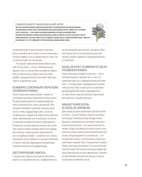 Анатомия упражнений для спины