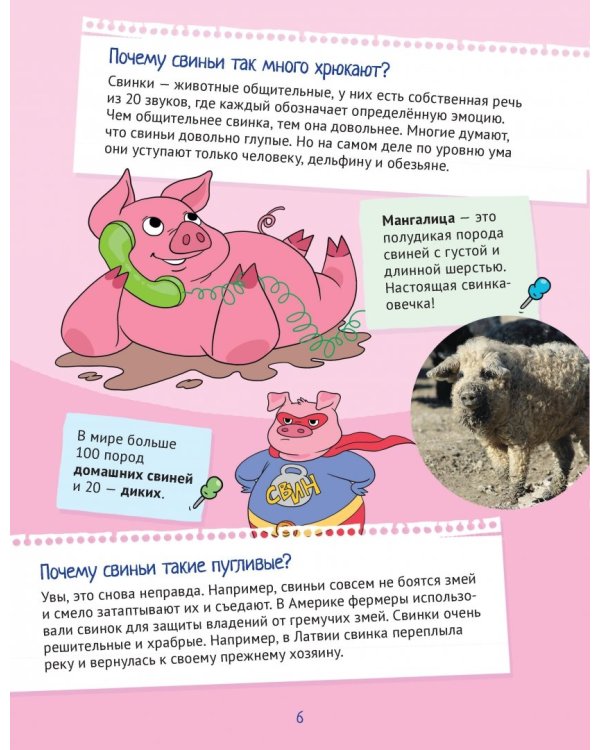 Почему хрюшек считают грязнулями? 100 интересных фактов о домашних животных
