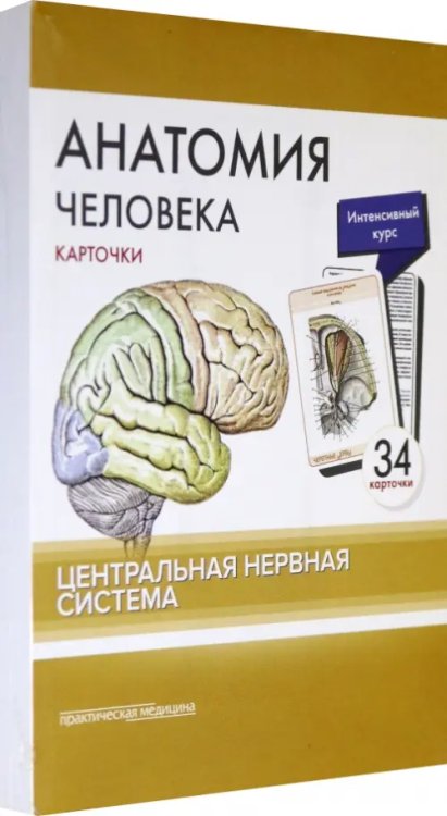 Анатомия человека. Центральная нервная система. КАРТОЧКИ (34 шт) Анатомия человека. Центральная нервная система. КАРТОЧКИ (34 шт)