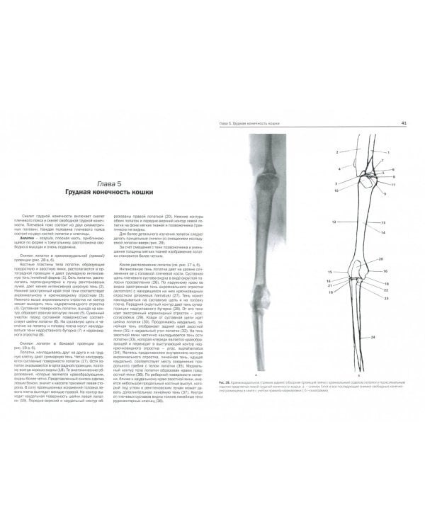 Рентгенологическая диагностика заболеваний собак и кошек (+DVD) (+ DVD)