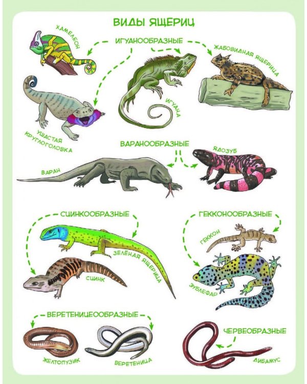 Динозавры и другие пресмыкающиеся