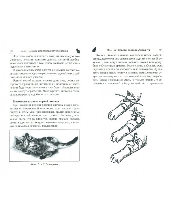 Экзотическая короткошерстная кошка. Плюшевое чудо