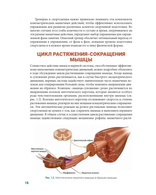 Анатомия плиометрики. Иллюстрированное руководство