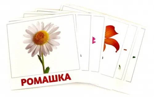 Комплект карточек "Цветы" Комплект карточек "Цветы"