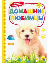 Домашние любимцы