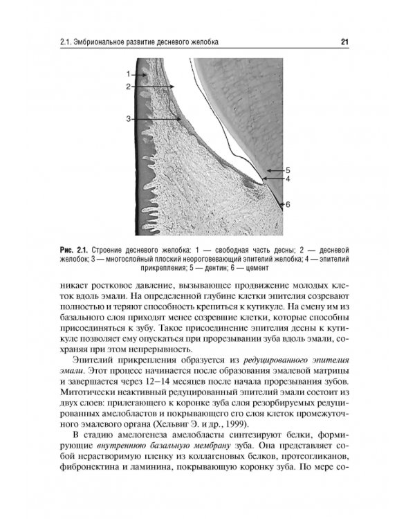 Десневая жидкость. Неинвазивные исследования  в стоматологии. Учебное пособие