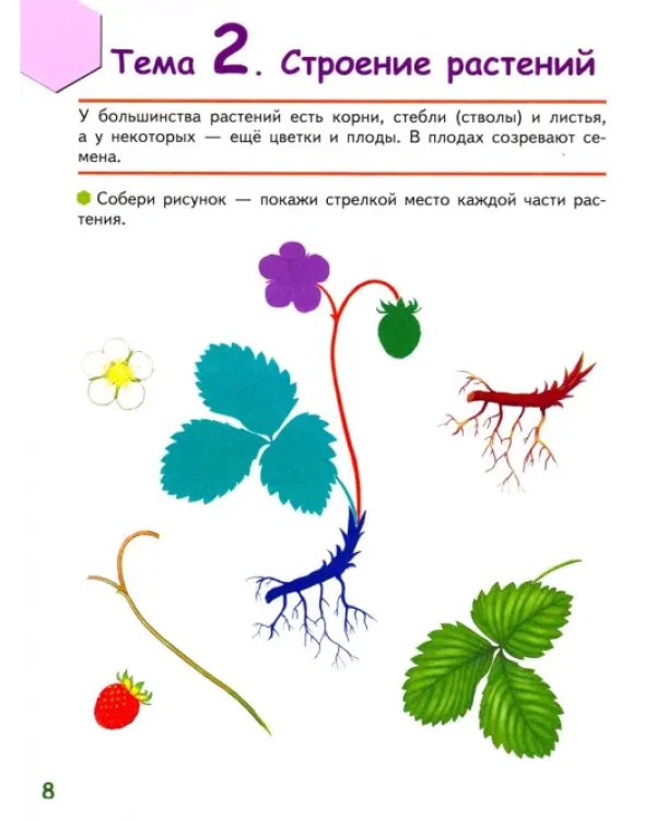 Знакомлюсь с растениями. 6-7 лет. Развивающая тетрадь. 1-е полугодие