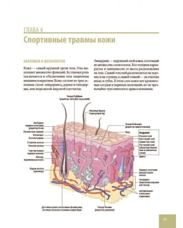 Анатомия спортивных травм