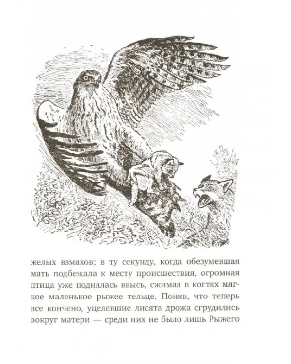 Рыжий лис