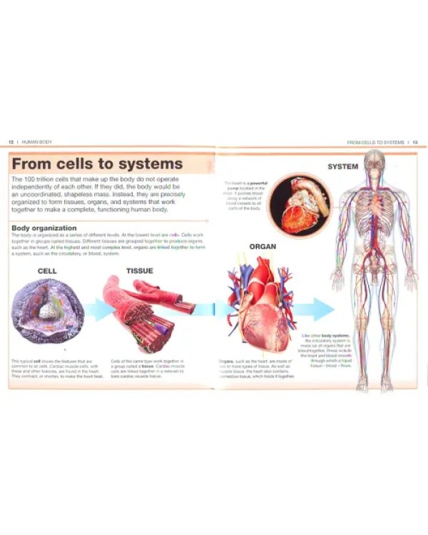 Дополнительное изображение книги «Human Body. Facts at Your Fingertips»