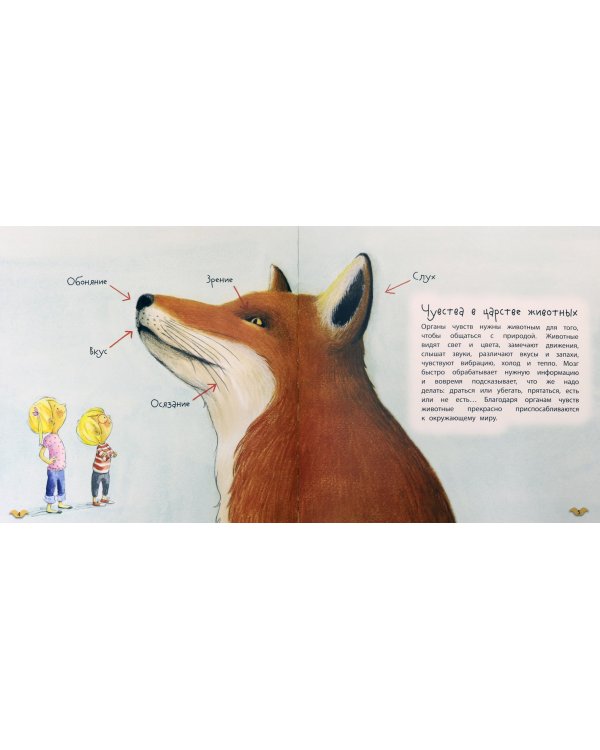 Пять чувств животных