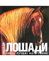 Лошади. Самые лучшие фотографии