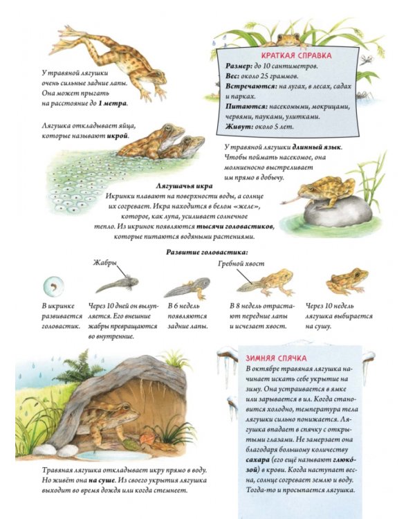 Сладких снов до весны! Как зимуют животные и насекомые