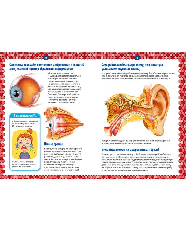 Тело человека