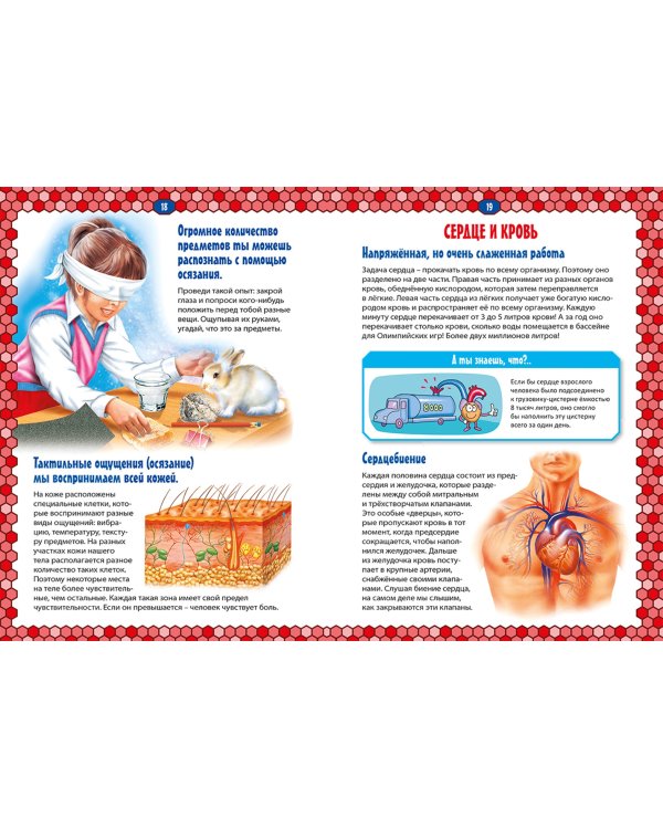 Тело человека