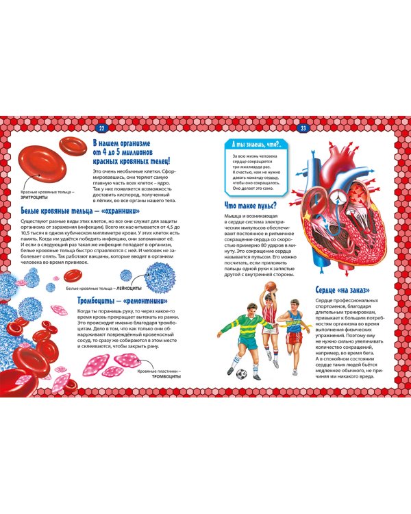 Тело человека