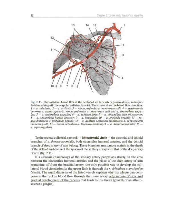 Topographic Anatomy and Operative Surgery. Textbook