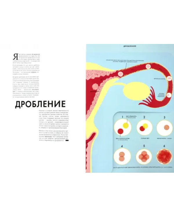 Дополнительное изображение книги «Рождение. Интерактивный атлас с клапанами и резными иллюстрациями»