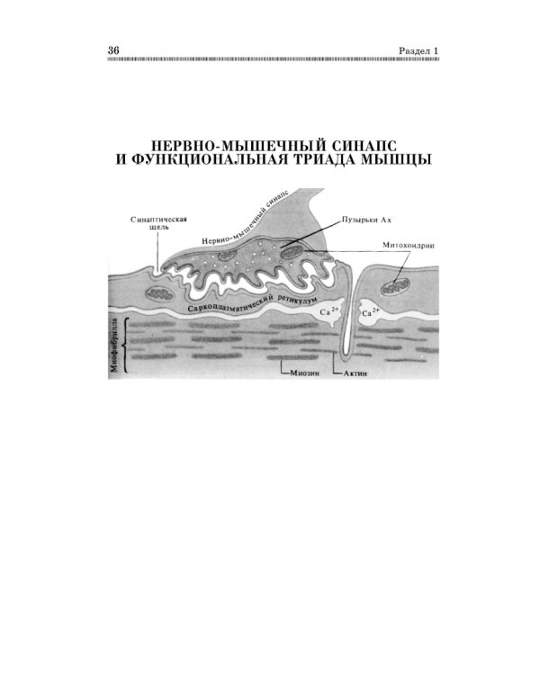 Анатомия и физиология человека в схемах и таблицах. Учебное пособие