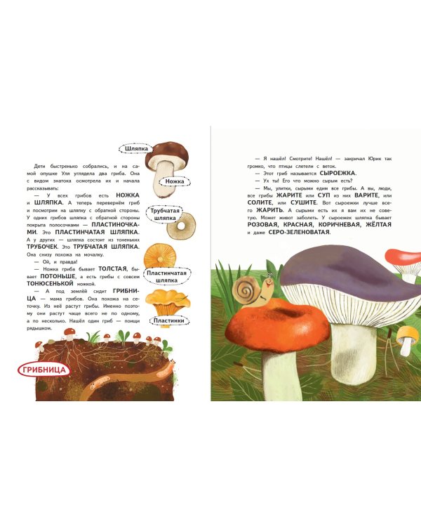 Грибы и улитка Уля