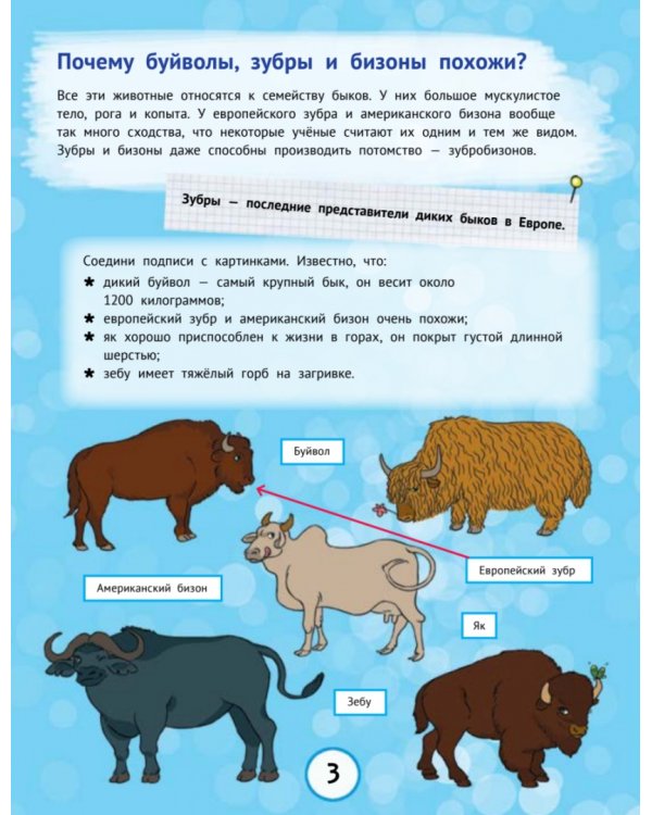 Почему бык не любит красный цвет? И ещё 100«почему»