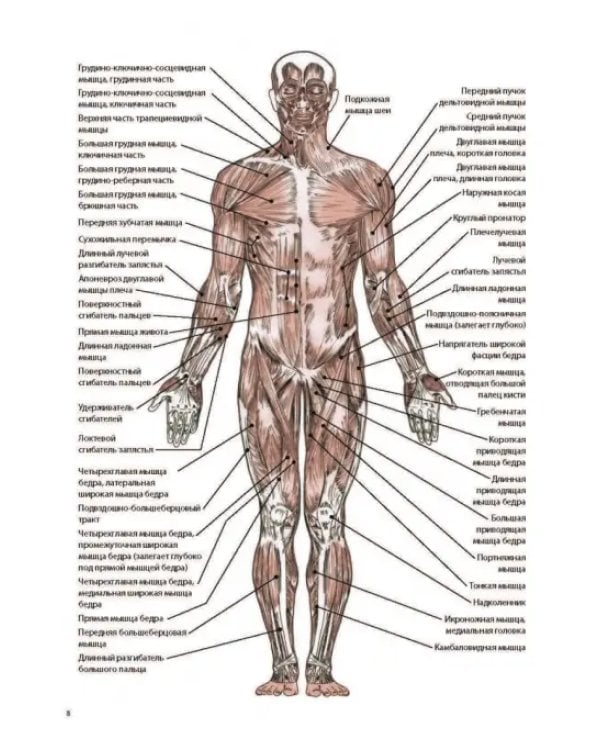 Анатомия лечебной растяжки. Быстрое избавление от боли и профилактика травм
