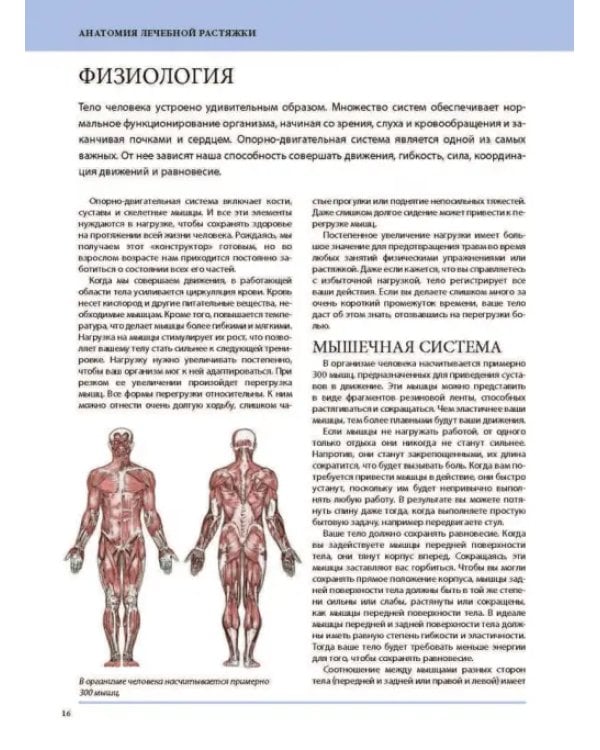 Анатомия лечебной растяжки. Быстрое избавление от боли и профилактика травм