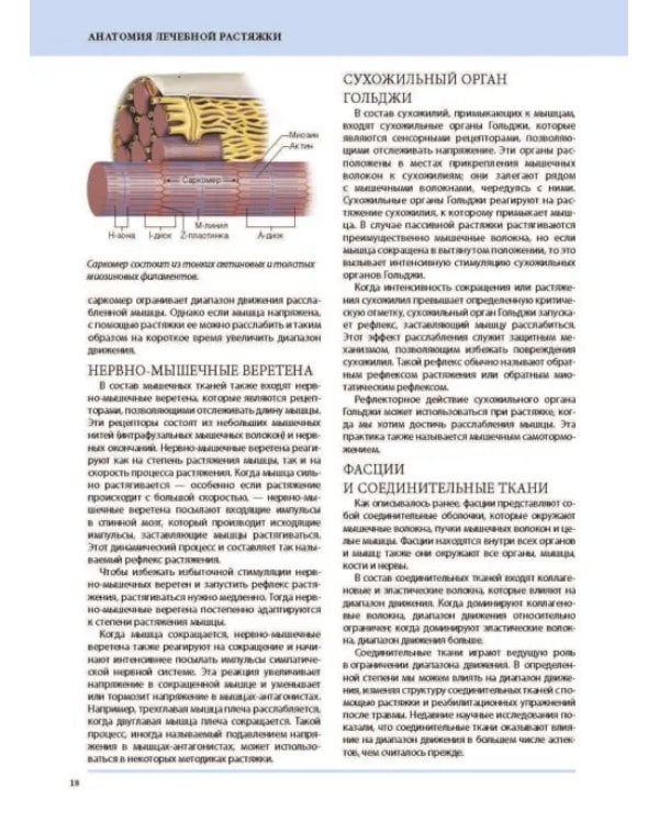 Анатомия лечебной растяжки. Быстрое избавление от боли и профилактика травм