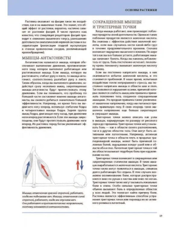 Анатомия лечебной растяжки. Быстрое избавление от боли и профилактика травм