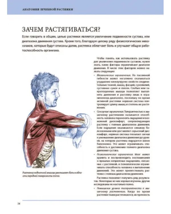 Анатомия лечебной растяжки. Быстрое избавление от боли и профилактика травм