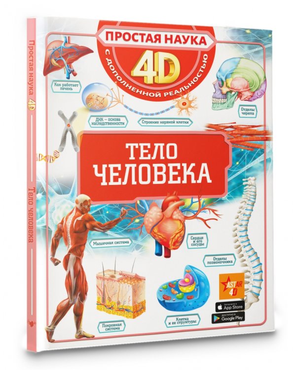 Тело человека