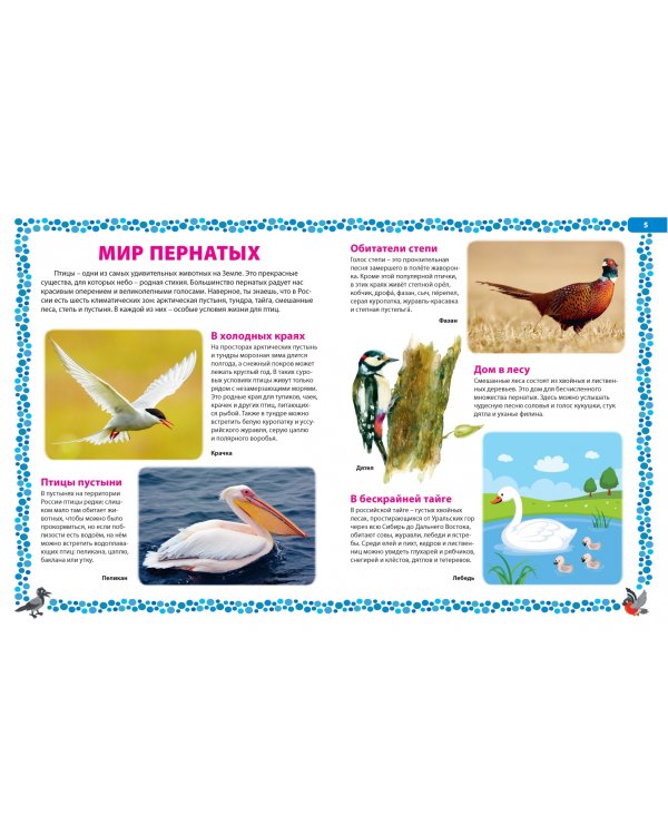 Птицы России. Детская энциклопедия