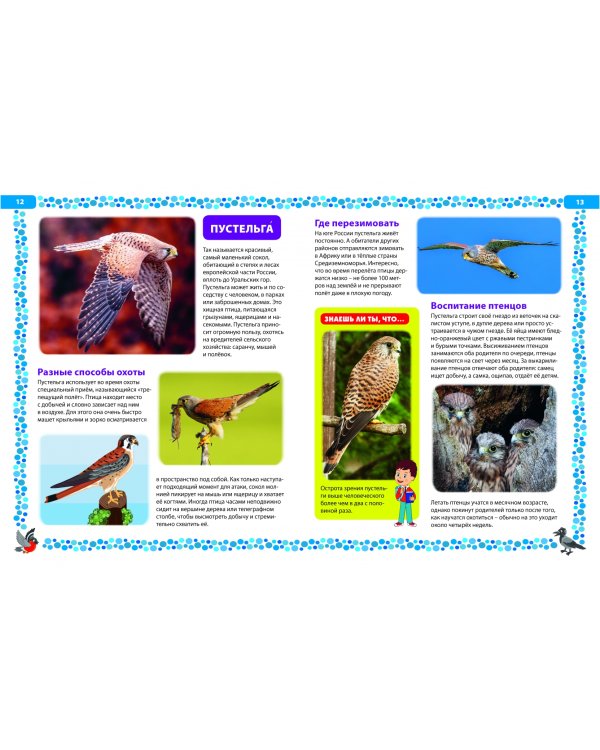 Птицы России. Детская энциклопедия