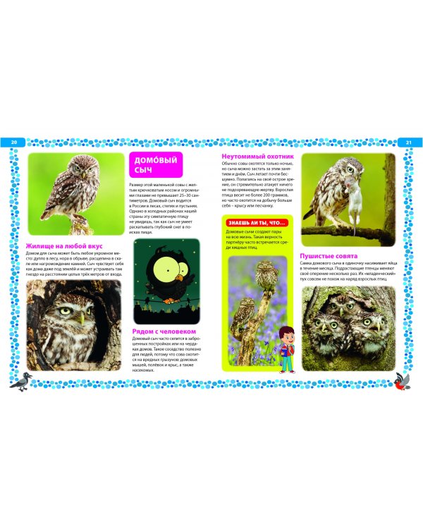 Птицы России. Детская энциклопедия